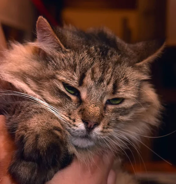 Adorabile Soffice Gatto Tabby Marrone Razza Pura Siberiana — Foto Stock