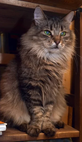 Çok Güzel Kabarık Sibirya Safkan Kahverengi Tekir Kedi — Stok fotoğraf