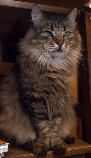 스러운 시베리아 줄무늬 고양이 — 스톡 사진