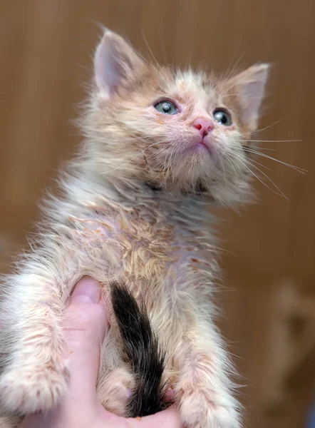 Little Dirty Sick Kitten Shelter — Stock Photo, Image