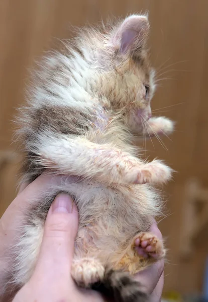 Pequeño Sucio Enfermo Gatito Refugio — Foto de Stock