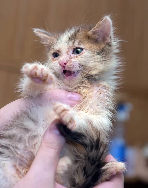 Pequeño Sucio Enfermo Gatito Refugio — Foto de Stock