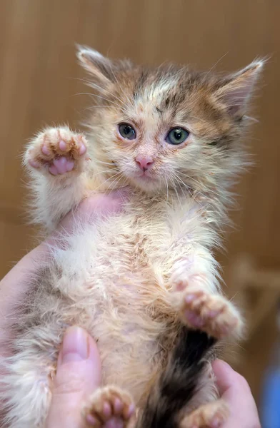 Pequeño Sucio Enfermo Gatito Refugio — Foto de Stock