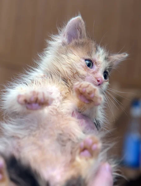 Pequeño Sucio Enfermo Gatito Refugio — Foto de Stock