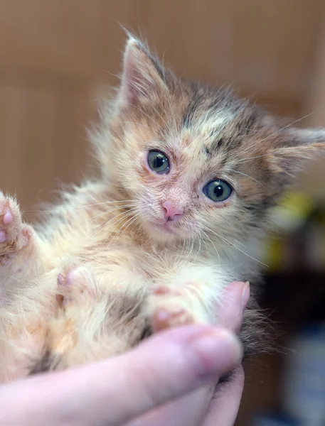 Little Dirty Sick Kitten Shelter — Stock Photo, Image