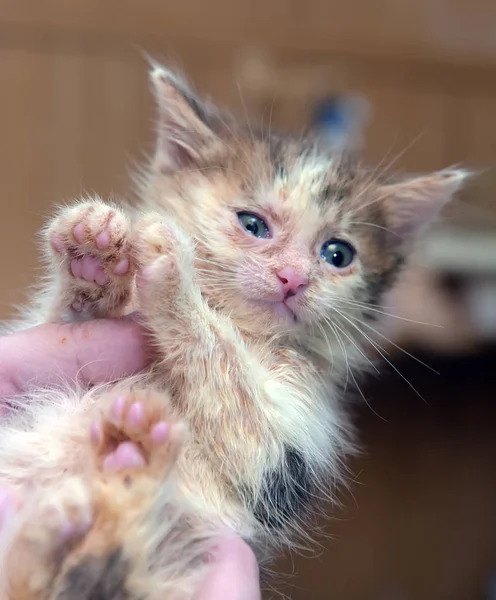 Little Dirty Sick Kitten Shelter — Stock Photo, Image