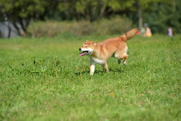 芝犬が草に沿って走る — ストック写真