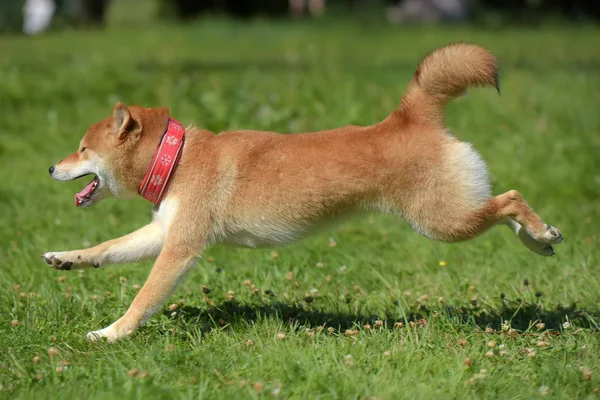 Siba Inu Corre Por Hierba — Foto de Stock