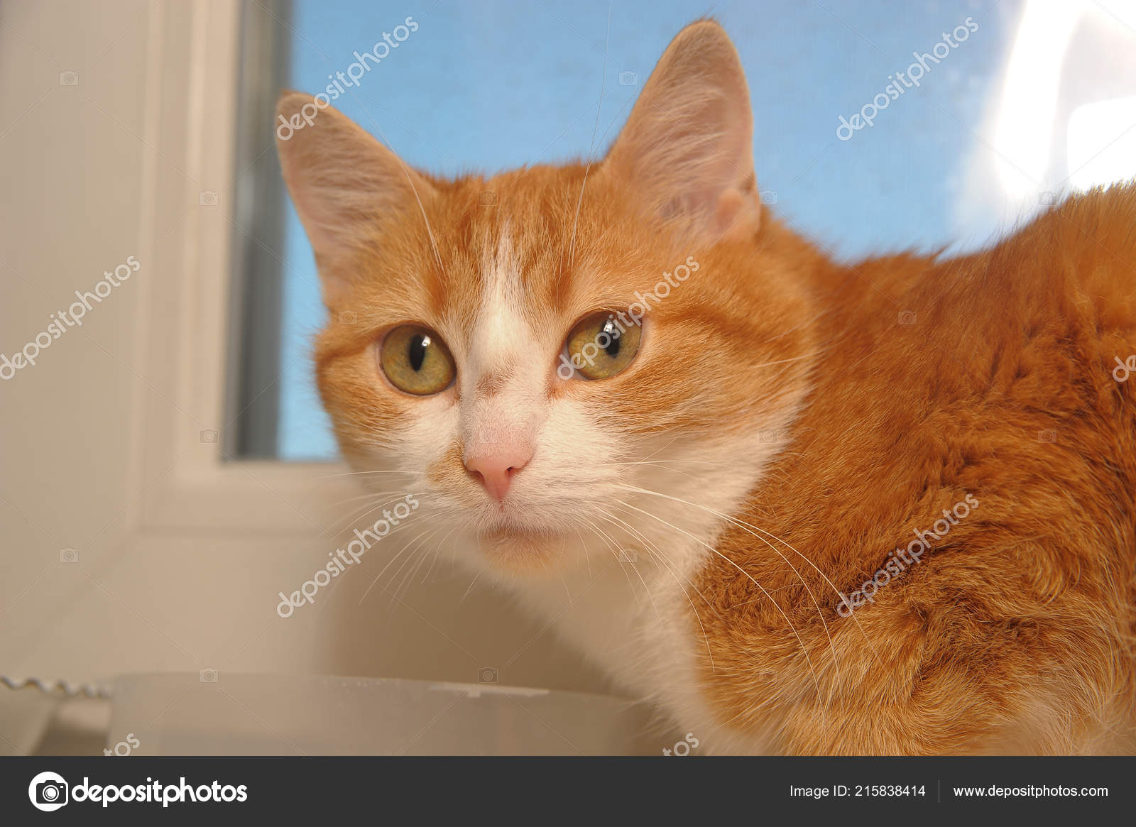 Red Haired White Short Haired Cat Windowsill Stock Photo