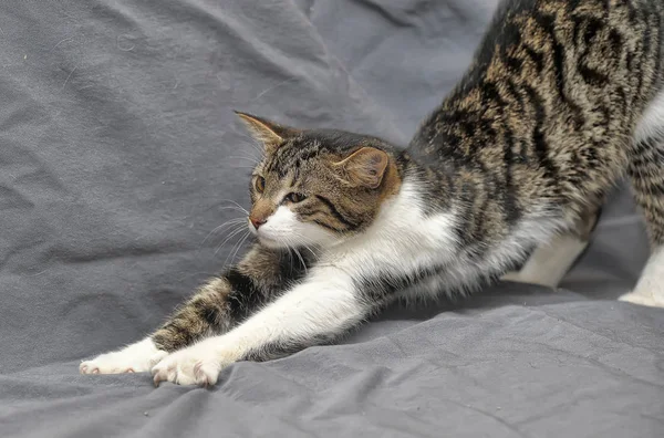 Branco Jovem Com Listrado Gatinho Trechos — Fotografia de Stock