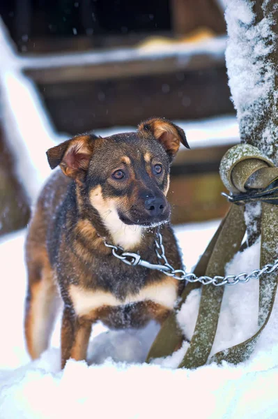 Valp Kedja Snön — Stockfoto