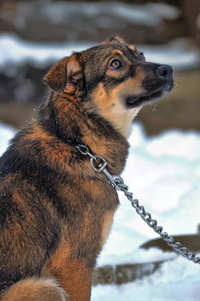 雪の中でのチェーンの子犬 — ストック写真