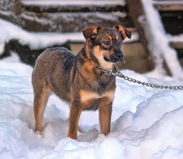 Cachorro Uma Corrente Neve — Fotografia de Stock