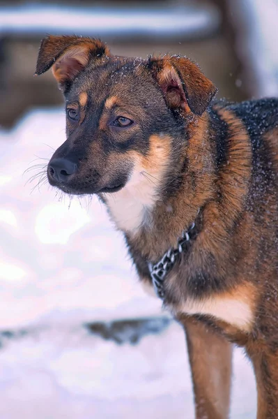 Cachorro Una Cadena Nieve — Foto de Stock