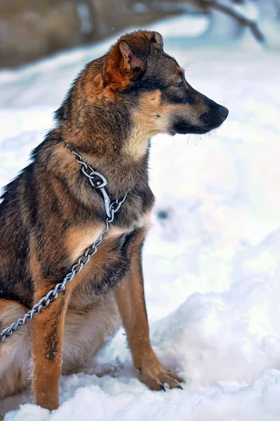 Puppy Chain Snow — Stock Photo, Image