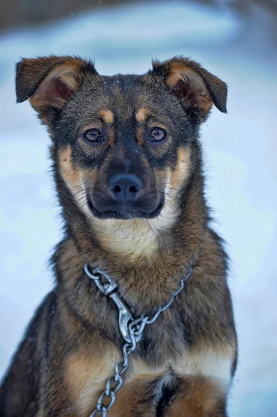 Cachorro Una Cadena Nieve — Foto de Stock