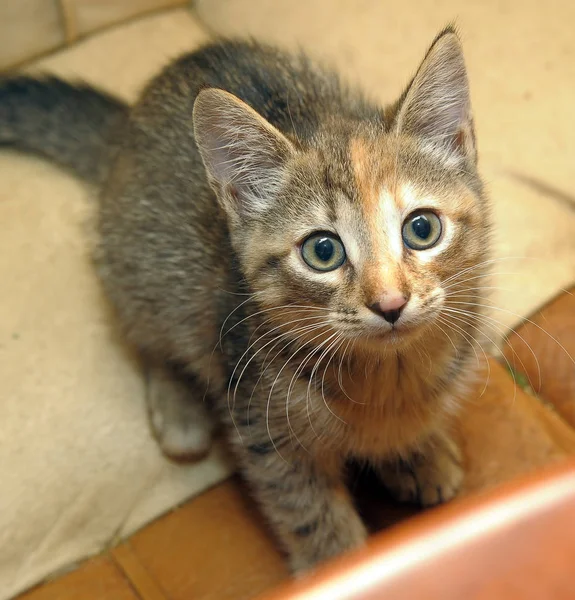 Lindo Rayas Tres Colores Gatito — Foto de Stock