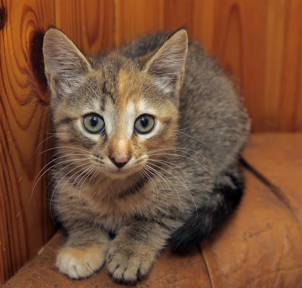 Lindo Rayas Tres Colores Gatito — Foto de Stock