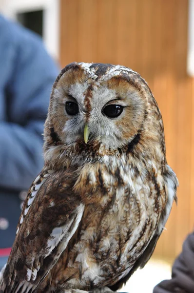 Närbild Porträtt Kattuggla Strix Aluco — Stockfoto