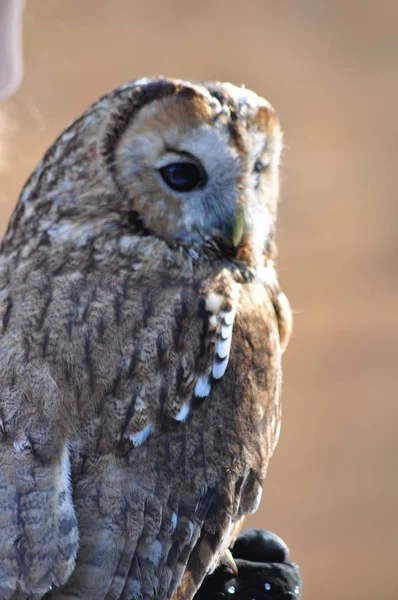 Close Portrait Tawny Owl Strix Aluco — Stock Photo, Image