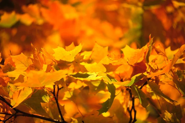 Geel Met Oranje Herfst Esdoorn Bladeren Achtergrond — Stockfoto