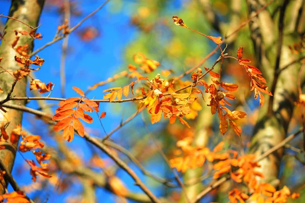 Helle Herbstblätter Der Eberesche — Stockfoto