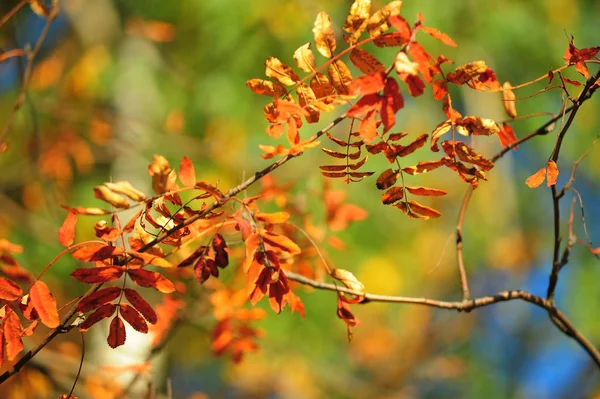 Bright Autumn Leaves Mountain Ash — Stock Photo, Image