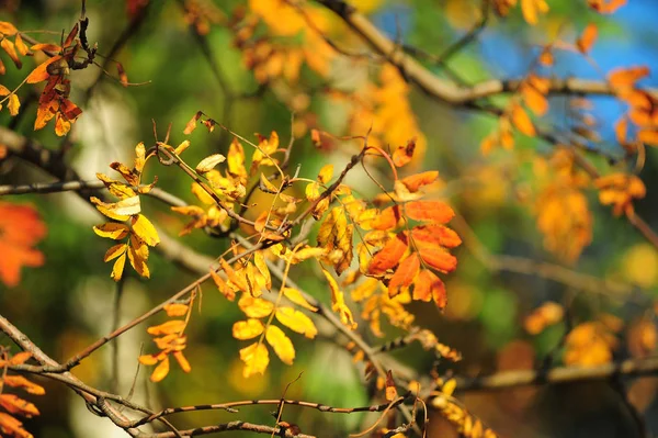Heldere Herfstbladeren Voor Mountain Ash — Stockfoto