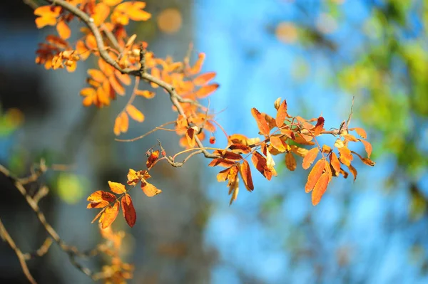 Bright Autumn Leaves Mountain Ash — Stock Photo, Image