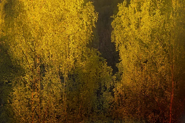 Φύλλωμα Των Δέντρων Που Φωτίζεται Από Τον Ήλιο Βράδυ — Φωτογραφία Αρχείου