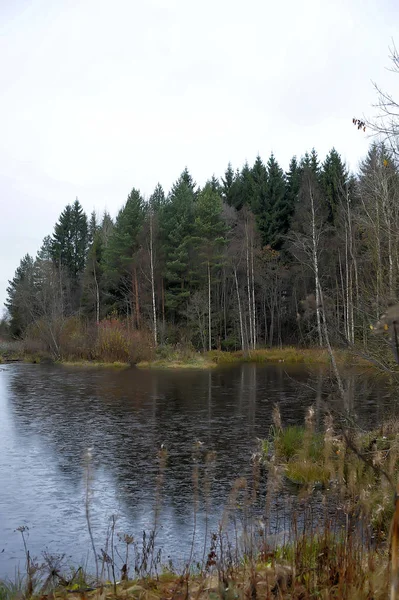 Podzim Jezero Pokryté První Tenký Led — Stock fotografie