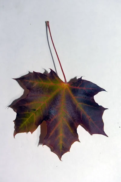 Karanlık Akçaağaç Sonbahar Yaprak Beyaz Bir Arka Planda Turuncu Damarlı — Stok fotoğraf