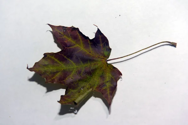 Hoja Otoño Arce Oscuro Con Venas Naranjas Sobre Fondo Blanco — Foto de Stock