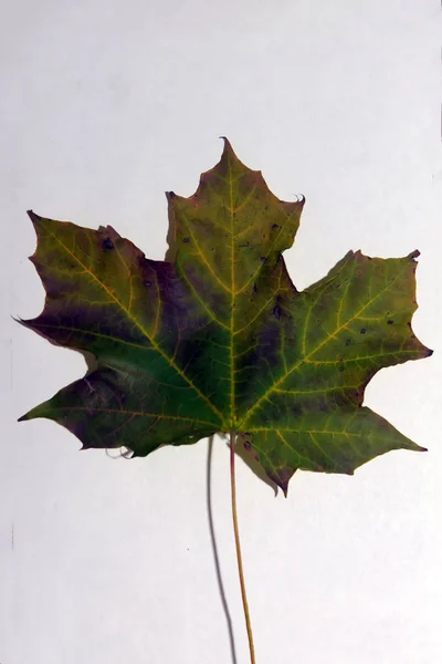Dark Maple Autumn Leaf Orange Veins White Background — Stock Photo, Image