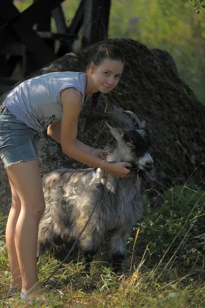 Girl Teenager Gray Goat Outdoor — Stock Photo, Image