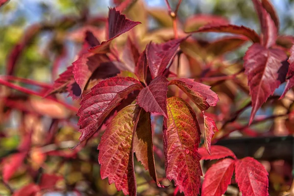 Mädchenhafte Trauben Blätter Roten Herbst — Stockfoto