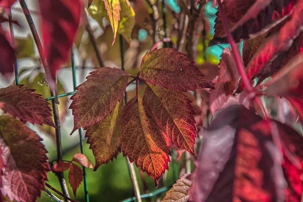 Mädchenhafte Trauben Blätter Roten Herbst — Stockfoto