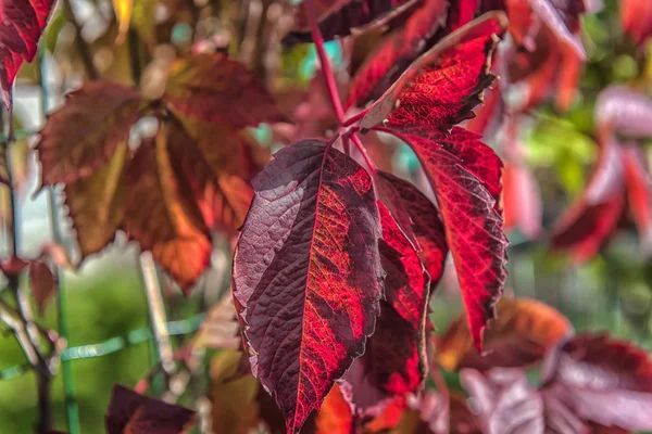 Mädchenhafte Trauben Blätter Roten Herbst — Stockfoto