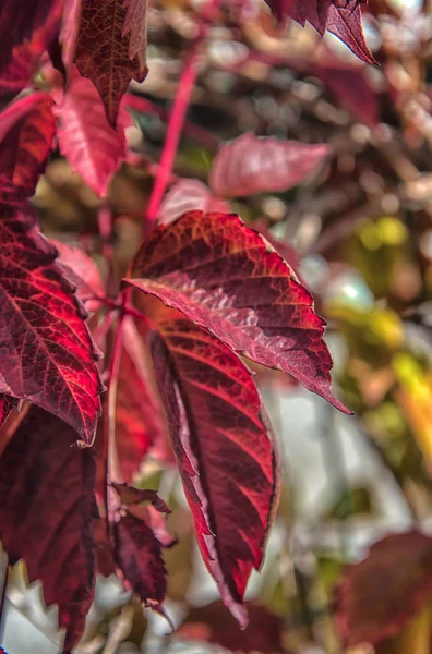 Mädchenhafte Trauben Blätter Roten Herbst — Stockfoto