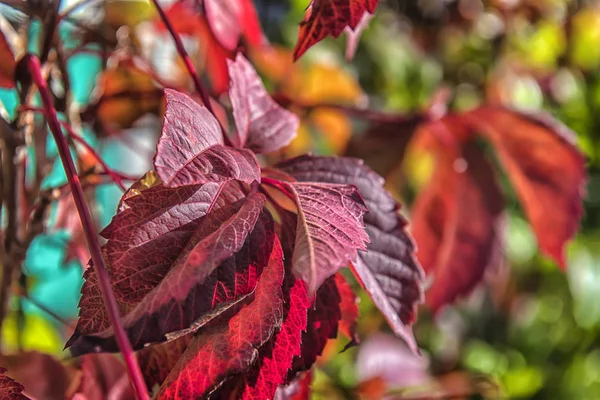 Las Uvas Jóvenes Dejan Otoño Rojo — Foto de Stock