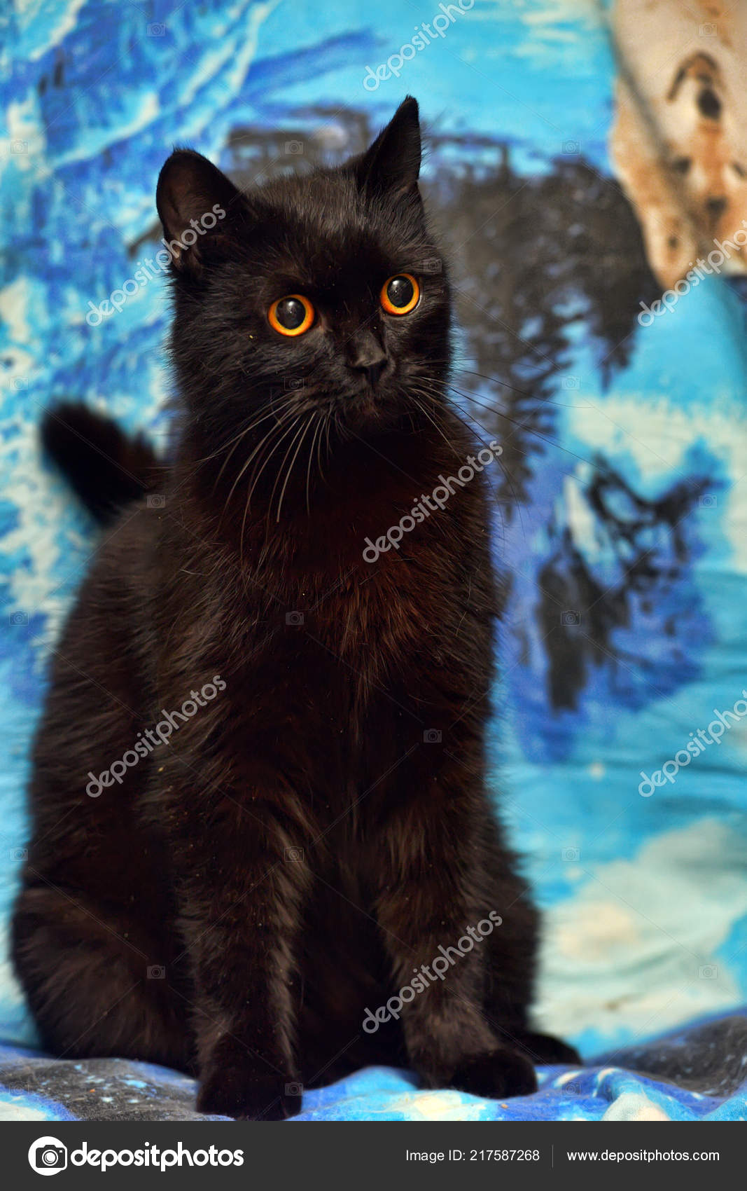 Chlupatá chlupatá černá kočička