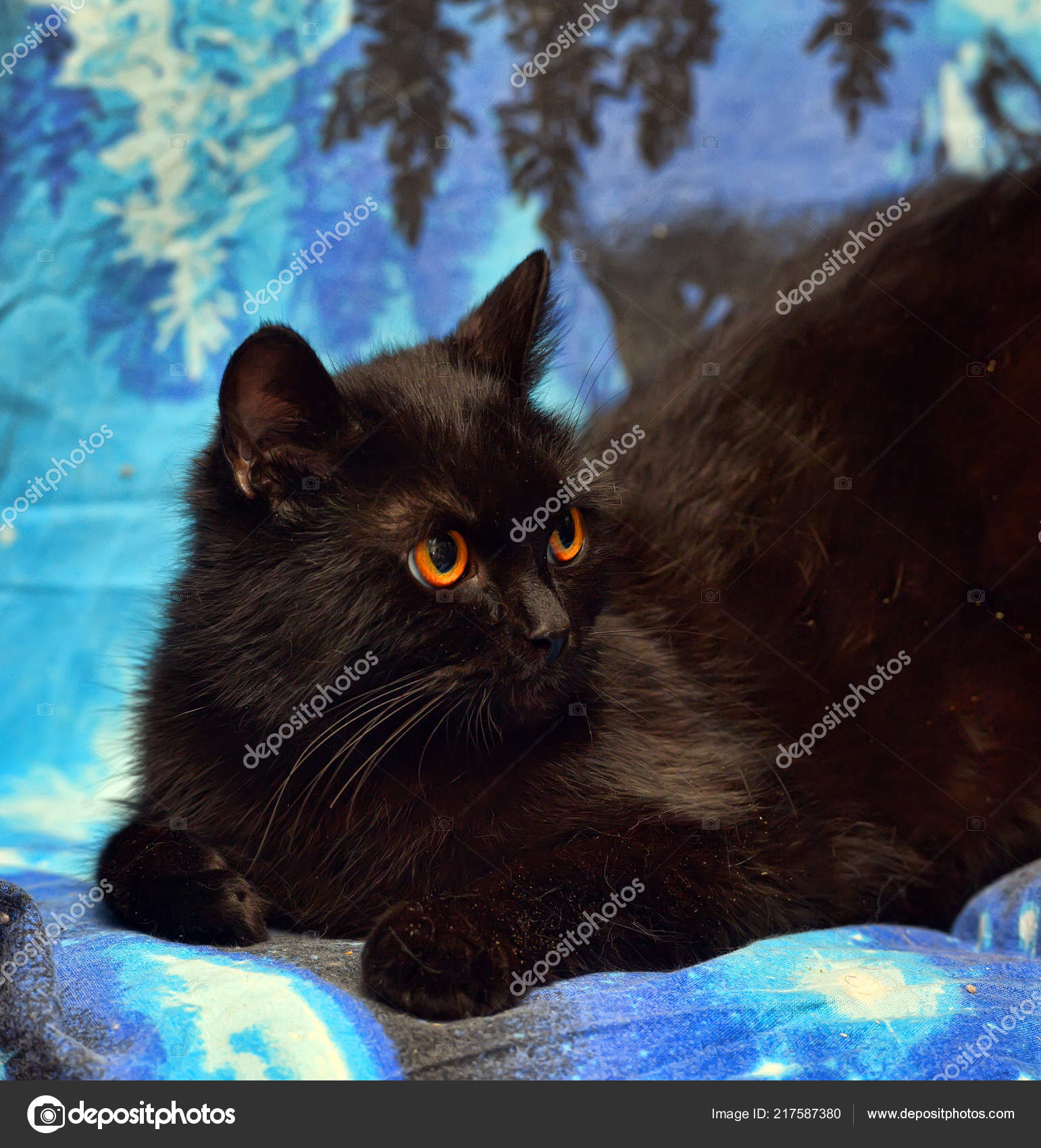 Chat Persan Noir Yeux Orange Get Images Chat Persan Noir Yeux Orange Get Images