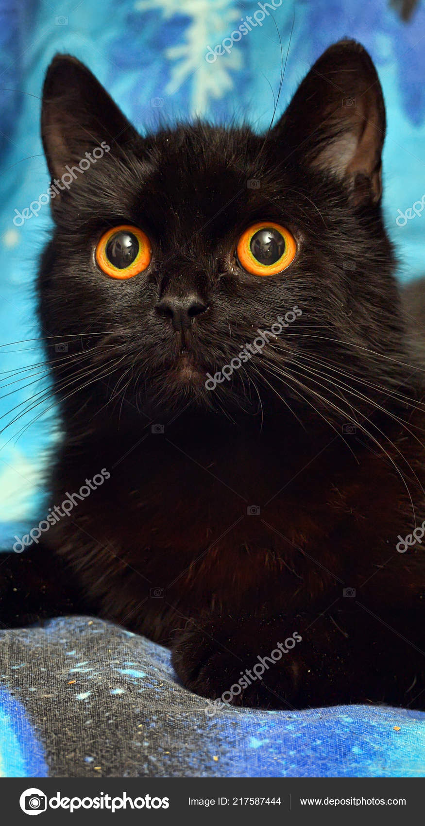 black kitten with orange eyes