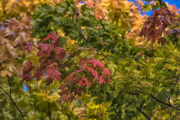 Feuilles Érable Jaunes Rouges Vertes Sur Arbre — Photo