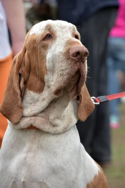 Retrato Cão Bracco Italiano Com Rosto Curioso — Fotografia de Stock