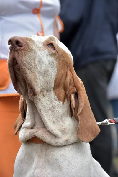 Retrato Bracco Italiano Perro Con Cara Curiosa —  Fotos de Stock