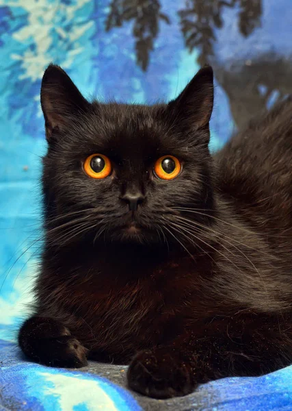 Chlupatá Černá Kočka Oranžové Oči Modrém Pozadí — Stock fotografie