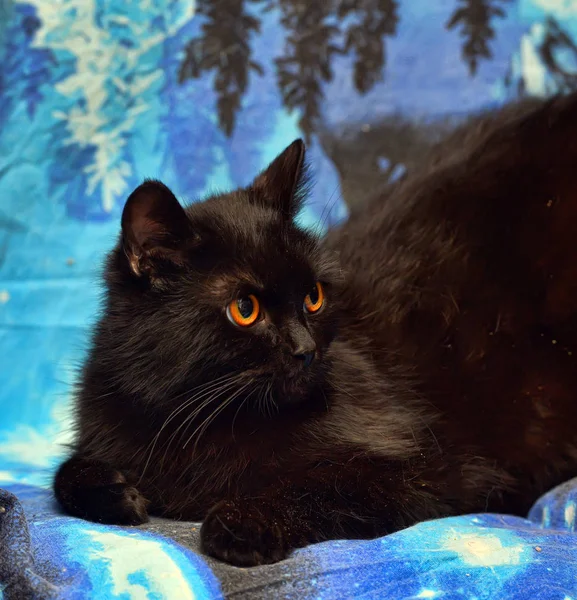 Gato Negro Peludo Con Ojos Anaranjados Sobre Fondo Azul — Foto de Stock