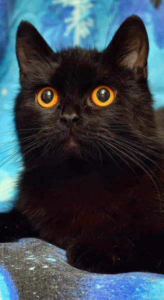 Pelzige Schwarze Katze Mit Orangefarbenen Augen Auf Blauem Hintergrund — Stockfoto