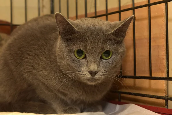 Gris Effrayé Dans Une Cage Dans Abri — Photo